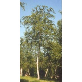 MSA BETULA PUBESCENS 50 ML