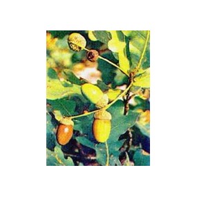 MSA QUERCUS PEDUNCOL 50 ML