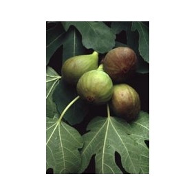 MSA FICUS CARICA 50 ML