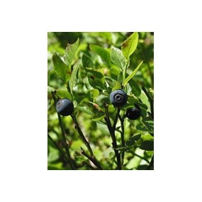 TSA VACCINIUM MYRTILLUS 50 ML