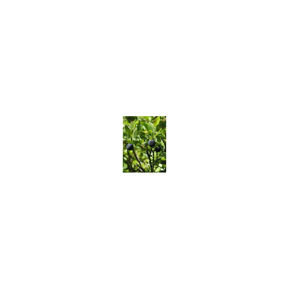 TSA VACCINIUM MYRTILLUS 50 ML