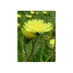 TSA HIERACIUM PILOSELLA 50 ML