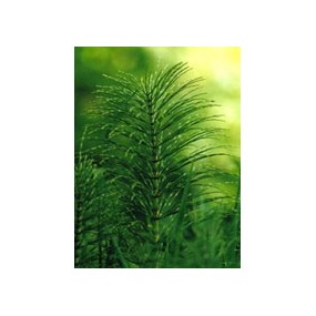 TSA EQUISETUM ARVENSE 50 ML