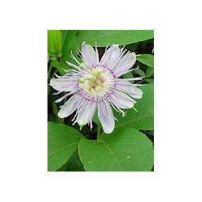 TSA PASSIFLORA INCARNATA 50 ML