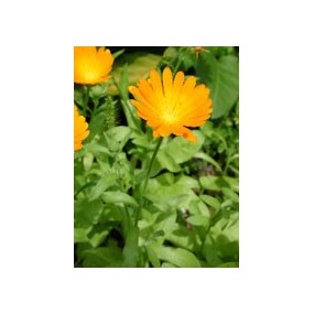 TSA CALENDULA OFFICINALIS 50 ML