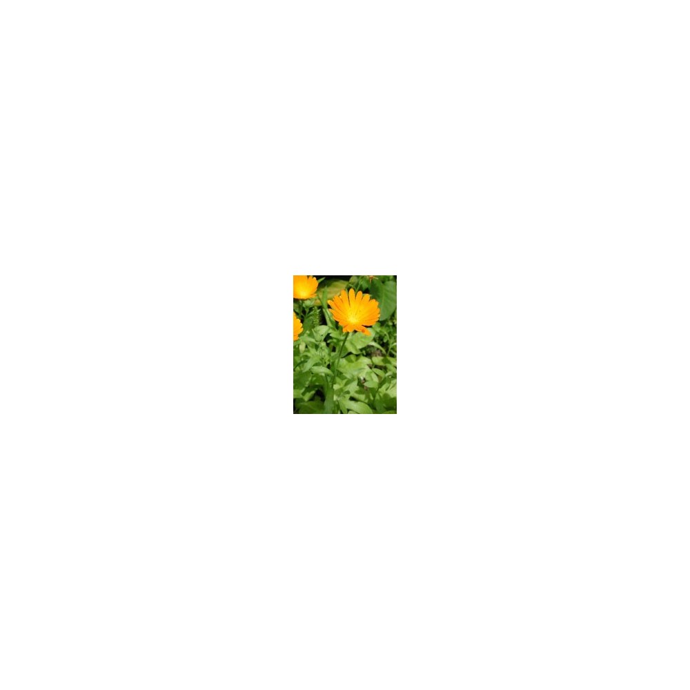 TSA CALENDULA OFFICINALIS 50 ML