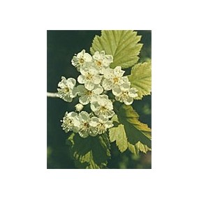 TSA CRATAEGUS OXYCANTHIA 50 ML