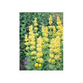 TSA GENTIANA LUTEA 50 ML