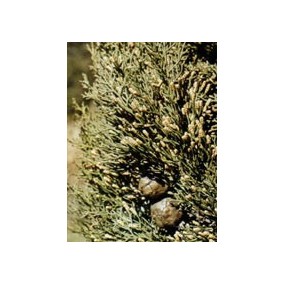 TSA CUPRESSUS SEMPERVIRENS50 ML