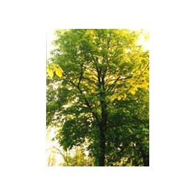 TSA TILIA EUROPEA 50 ML