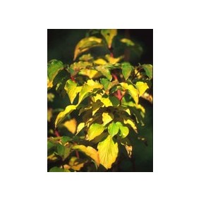 MSA CORNUS SANGUINEA 50 ML