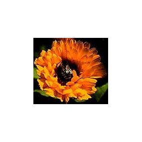 CALENDULA ESTRATTO IDROALCOLICO GOCCE 50 ML