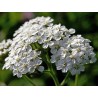 Achillea