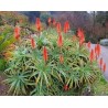 Aloe Arborescens