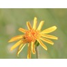 Arnica