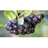 Aronia