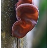 Auricularia