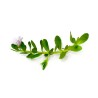 Bacopa