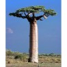 Baobab