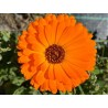 Calendula