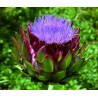 Carciofo (cynara)