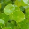 Centella Asiatica