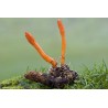 Cordyceps