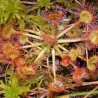 Drosera