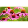 Echinacea