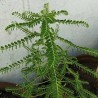 Fillanto (Phyllanthus niruri)