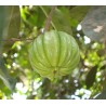 Garcinia Cambogia