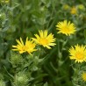 Grindelia