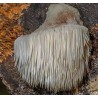 Hericium erinaceus