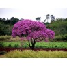 Lapacho (Tabebuia)