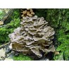 Maitake