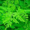 Moringa