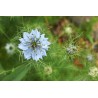 Nigella (cumino nero)