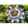 Passiflora