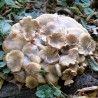 Polyporus