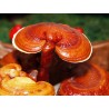 Reishi (Ganoderma)