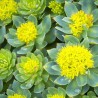 Rodiola- Rhodiola Rosea