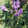 Scutellaria