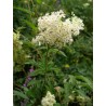 Spirea Ulmaria