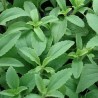 Stevia