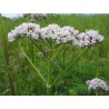 Valeriana