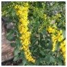 Solidago (Verga d'Oro)