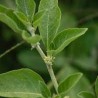 Withania (ashwagandha)