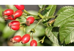 Rosa Canina: Il Tuo Alleato Naturale per la Salute e il Benessere