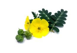 Tribulus Terrestris: L'Integratore Naturale per Migliorare la Tua Vitalità