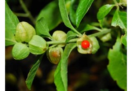 Ashwagandha: Il Potente Adattogeno Naturale per la Tua Salute e Benessere